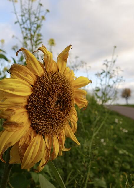 Sonnenblume im November 